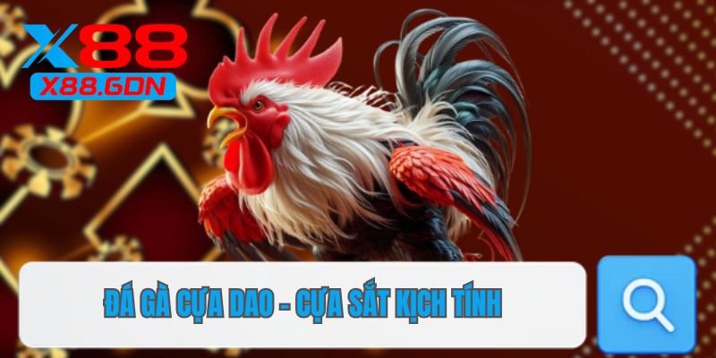 Đá gà cựa dao - cựa sắt kịch tính